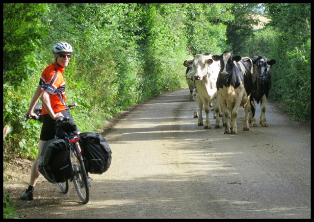 Biken und Kühe